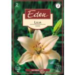 Lilia azjatycka Cannes 2 sztuki Eden