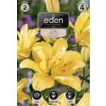 Lilia azjatycka Fata Morgana 2 sztuki Eden