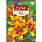 Lilia azjatycka Grand Cru 2 sztuki Eden