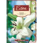 Lilia azjatycka Mont Blanc 3 sztuki Eden