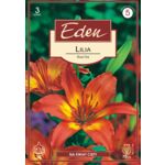 Lilia azjatycka Rose Fire 3 sztuki Eden