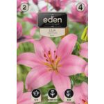 Lilia azjatycka Rosita 2 sztuki Eden