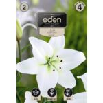 Lilia azjatycka Sancerre 2 sztuki Eden