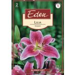 Lilia orientalna Stargazer 2 sztuki Eden
