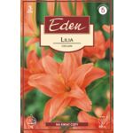 Lilia podwójna Ceb Latte 3 sztuki Eden