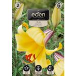Lilia trąbkowa Golden Splendour 2 sztuki Eden