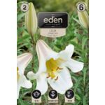 Lilia trąbkowa Regale Album 2 sztuki Eden
