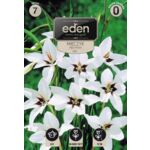 Mieczyk Abisyński 7 sztuk Eden