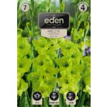 Mieczyk Green Star 7 sztuk Eden