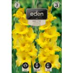 Mieczyk Jacksonville Gold 7 sztuk Eden