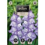 Mieczyk Madonna 7 sztuk Eden