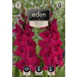 Mieczyk Plum Tart 7 sztuk Eden