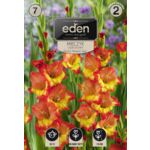 Mieczyk Princess Margaret Rose 7 sztuk Eden