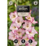 Mieczyk Priscilla 7 sztuk Eden