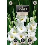 Mieczyk White Prosperity 7 sztuk Eden