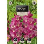 Mieczyk Wind Song 18 sztuk Eden