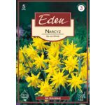 Narcyz pełny niski Rip Van Winkle 5 sztuk Eden