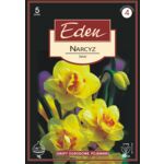 Narcyz pełny Tahiti 5 sztuk Eden