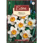 Narcyz wielkoprzykoronkowy Flower Record 5 sztuk Eden