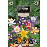 Orlik pospolity mix 3 sztuki Eden