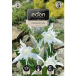 Pankracjum nadmorskie biały 1 sztuka Eden