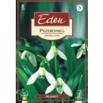 Przebiśnieg Galanthus Nivalisa 8 sztuk Eden