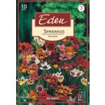 Sparaksis cebulki mix 10 sztuk Eden