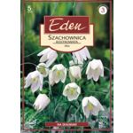 Szachownica Fritillaria Melagris Alba 5 sztuk Eden