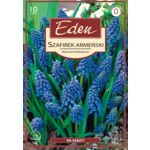 Szafirek Muscari Armeniacum 10 sztuk Eden