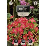 Szczawik Deppei 10 sztuk Eden
