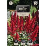 Tawułka Astilbe - 1 sztuka Eden