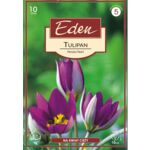 Tulipan botaniczny Pearsian Pearl 10 sztuk Eden