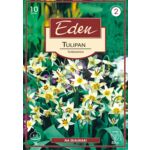 Tulipan botaniczny Turkestanica 10 sztuk Eden
