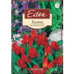 Tulipan botaniczny Van tubergen's variety 5 sztuk Eden