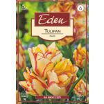 Tulipan Double Early Aquila 5 sztuk Eden