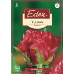 Tulipan Double Late Double Viri 5 sztuk Eden