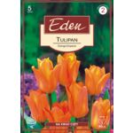 Tulipan Fostera Orange Emperor 5 sztuk Eden