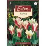 Tulipan Fostera Zombie 5 sztuk Eden