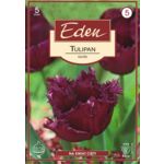 Tulipan fryzowany Gorilla 5 sztuk Eden
