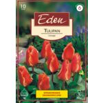 Tulipan Greiga Corsage 10 sztuk Eden