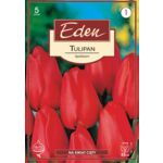 Tulipan hybrydy Darwina Apeldorn 5 sztuk Eden