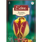 Tulipan hybrydy Darwina Banja Luka 5 sztuk Eden