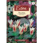 Tulipan Kaufmaniana Johann Strauss 6 sztuk Eden