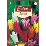 Tulipan liliokształtny mix 5 sztuk Eden
