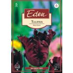 Tulipan papuzi Black Parrot 5 sztuk Eden