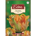 Tulipan papuzi Irene 5 sztuk Eden