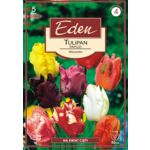 Tulipan papuzi mix 5 sztuk Eden