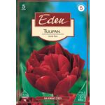 Tulipan pełny Uncle Tom 5 sztuk Eden