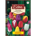 Tulipan pojedyńczy wczesny mix 15 sztuk Eden