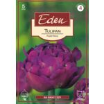 Tulipan Purple Peony 5 sztuk Eden
